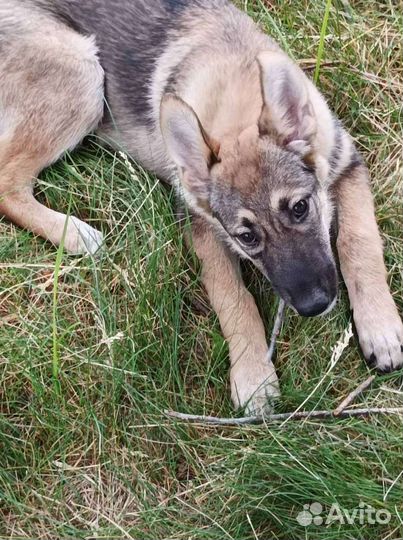 Щенок 5 месяцев. Будет крупным