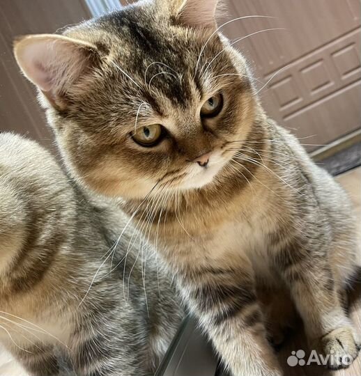 Шотландский кот вязка