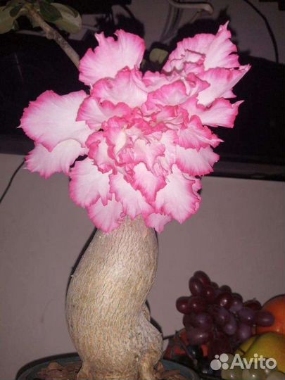 Адениум роза пустыни