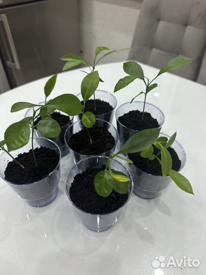 Саженцы каламондина