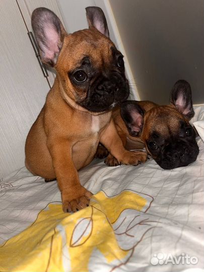 Французский бульдог щенки
