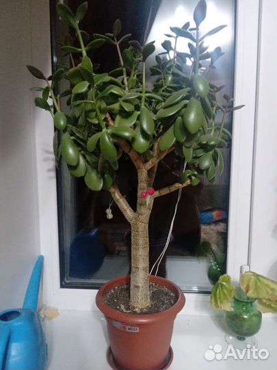 Толстянка или красула