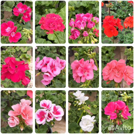 Пеларгония герань в огромном ассортименте