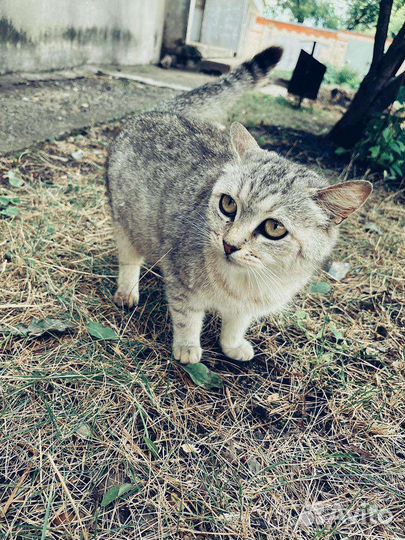Кошки в добрые руки