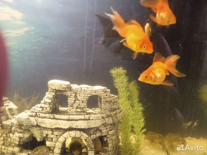 Золотая рыбка