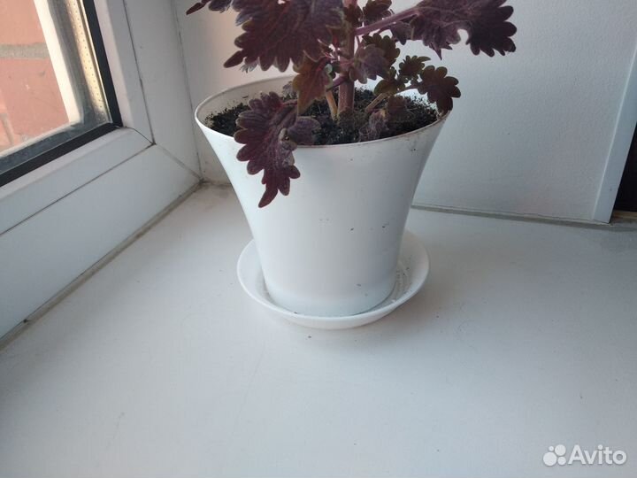 Колеус сортовой