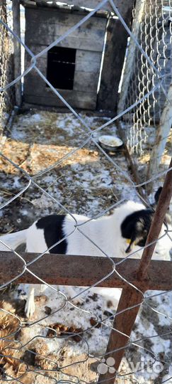 Собачка в добрые руки