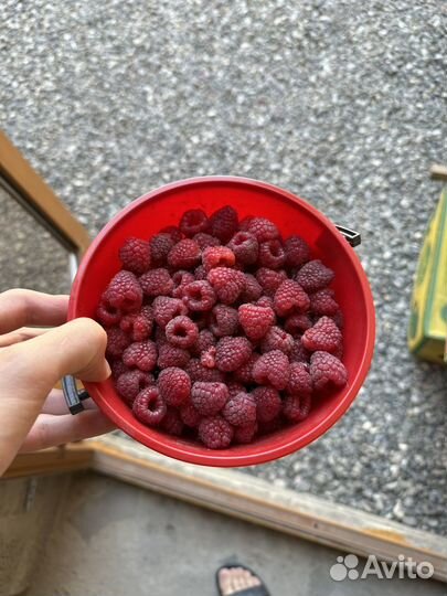 Малина бомба