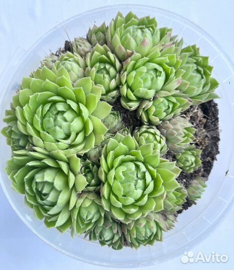 Суккуленты