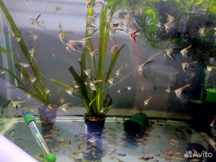 Аквариумные рыбки