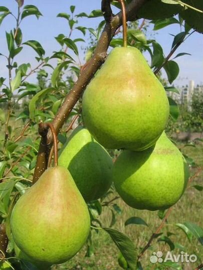 Питомник реализует саженцы груши Августовская роса
