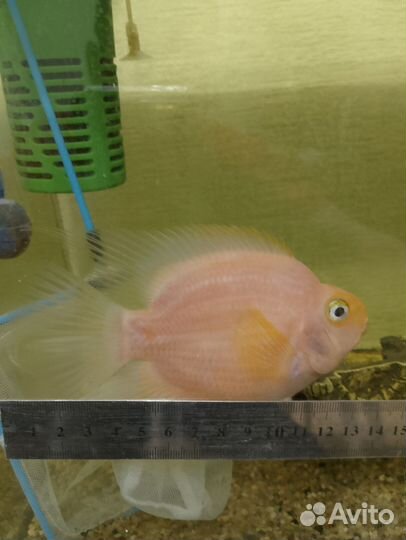 Рыба попугай