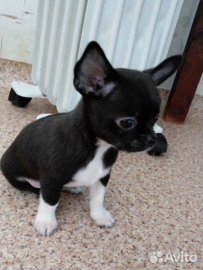 Щенок чихуахуа