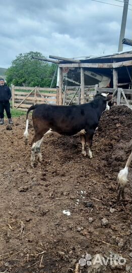 Тёлочки на откорме