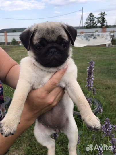 Щенки мопса РКФ