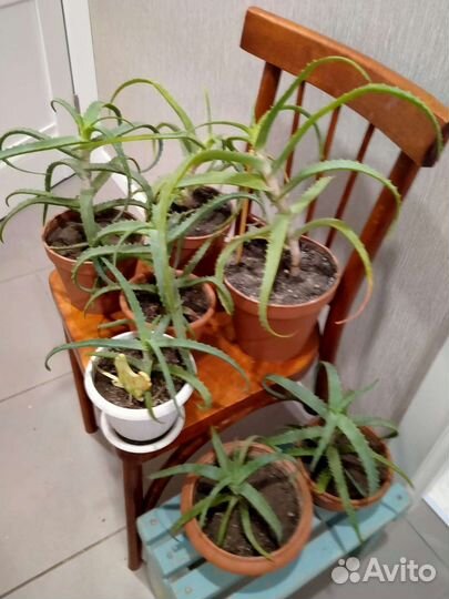 Алоэ (столетник)