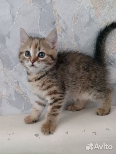 Котенок (девочка) в добрые руки