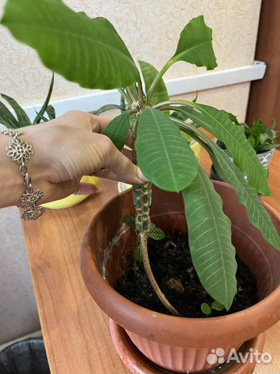 Молочай гребенчатый