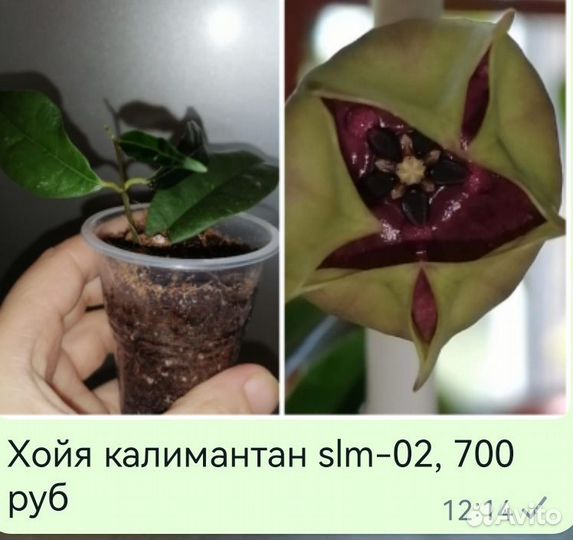 Сортовые хойи