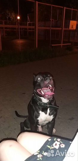 Питбуль, вязка