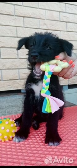 Щенок в добрые руки бесплатно