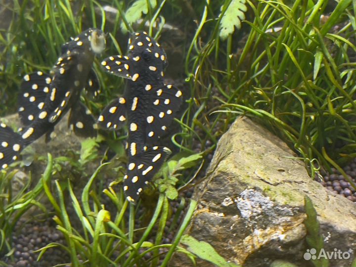 Сомики: анциструсы, номерные L, коридорасы