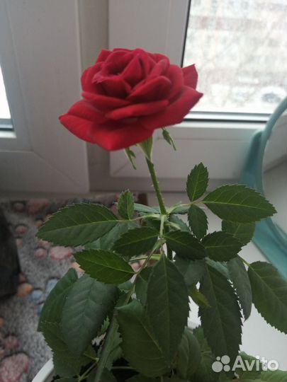 Роза комнатная домашняя