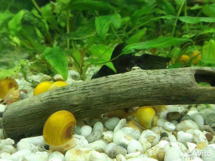 Украшение для аквариума