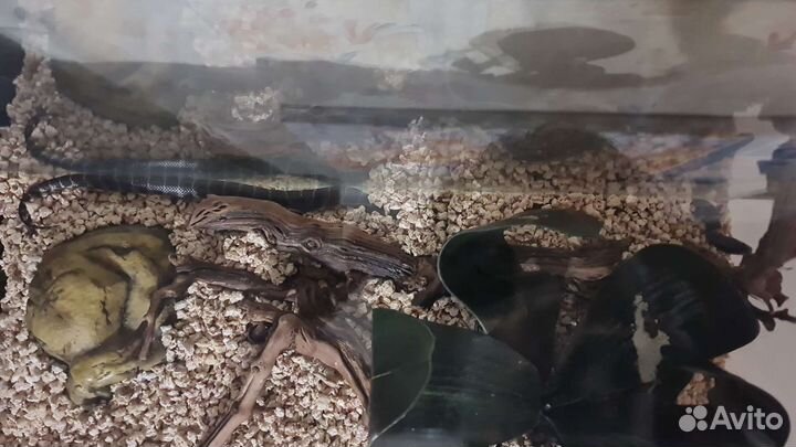 Королевская калифорнийская змея