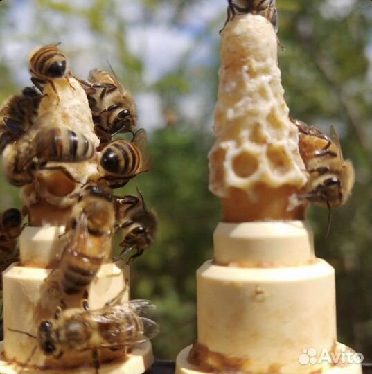 Пчеломатки Бакфаст, Карника плодные ф1