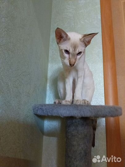 Ориентальная кошка