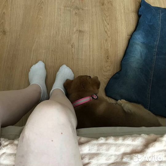 Передержка собак и кошек, зооняня, детсад, забота