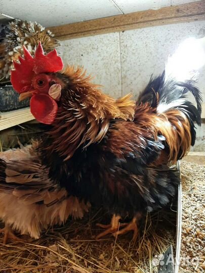 Инкубационное яйцо,цыплята,утки