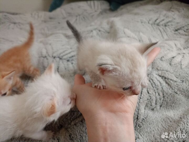 Отдам котят в добрые руки