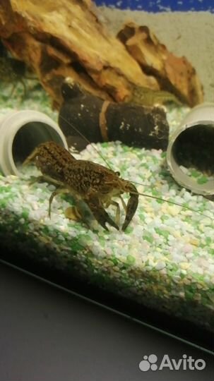 Мраморный рак