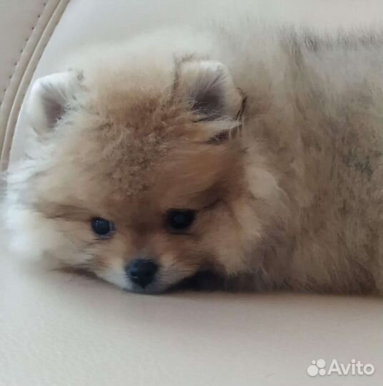 Щенки померанского шпица