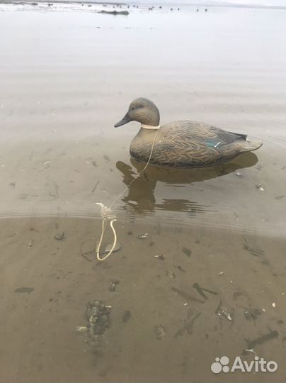 Чучела уток