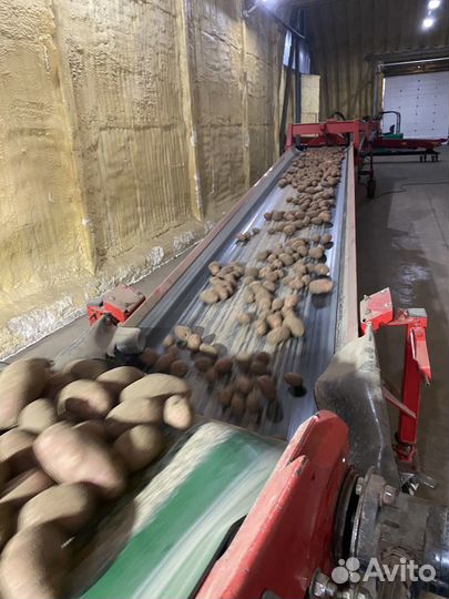 Картофель сорт Рэд Скарлет