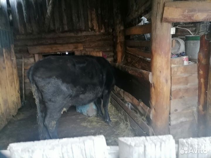 Корова молочная