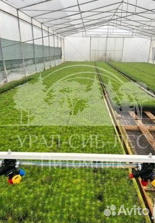 Предзаказ Лиственница Сибирская зкс сеянцы