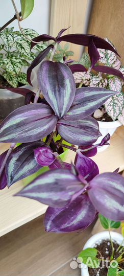 Традесканция, сансеверия, замиокулькас