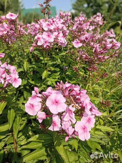 Флоксы сортовые