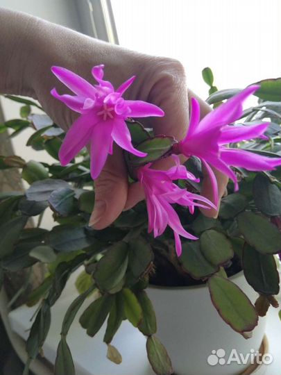 Декабрист Шлюмбергера