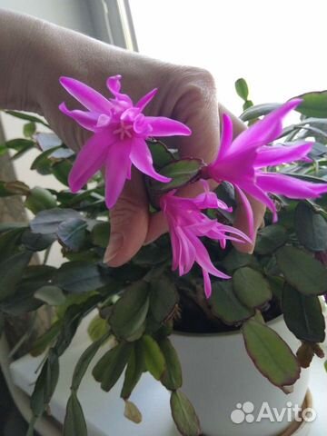 Декабрист Шлюмбергера