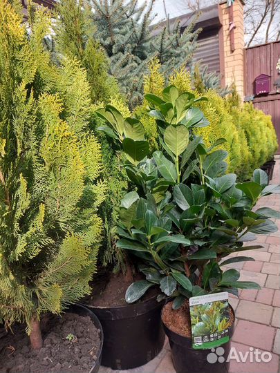 Туи Ауреа нана, туи Смарагд, голубые ели