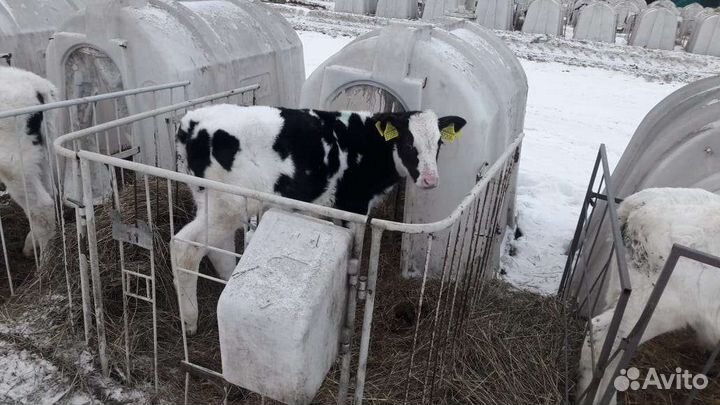 Бычки телята для откорма