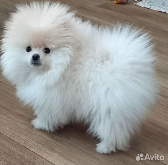 Померанский шпиц