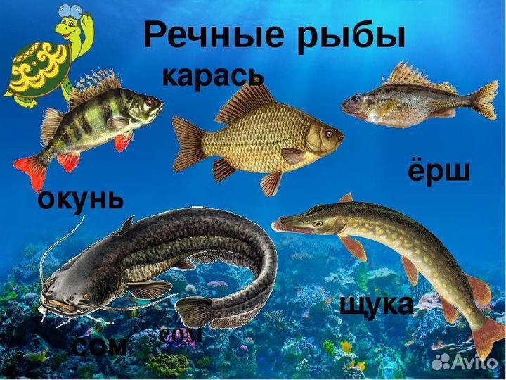 Речная рыба в ассортименте
