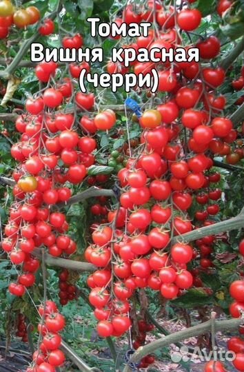 Рассада помидор, перца, капусты