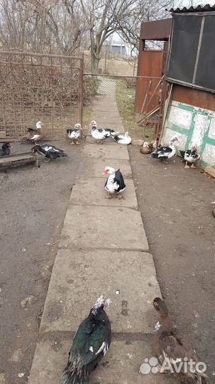 Продаю индоуток